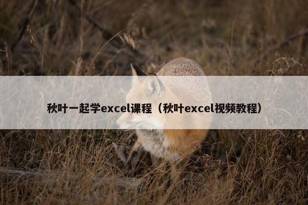 秋叶一起学excel课程（秋叶excel视频教程）