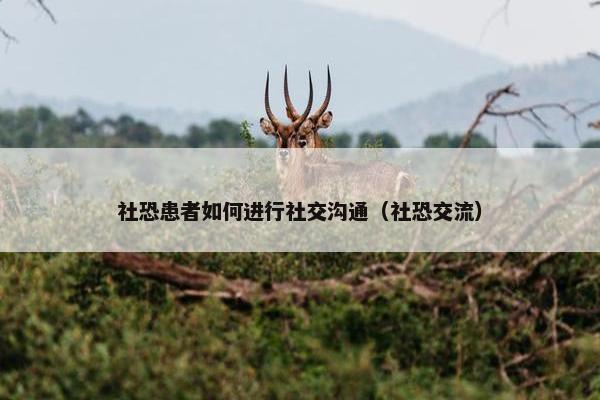 社恐患者如何进行社交沟通（社恐交流）